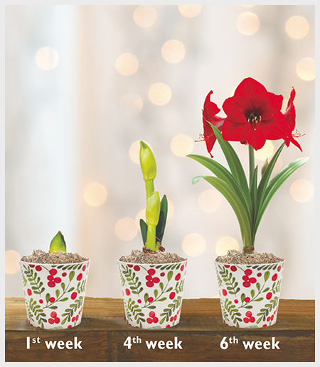 Amaryllis Reblooming