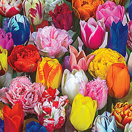All Spring Tulip Mix