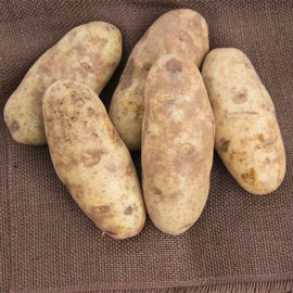 Canela Russet Potato