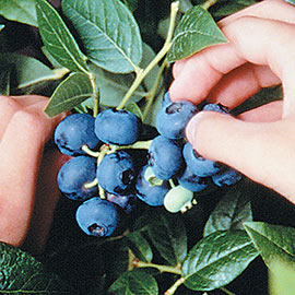Northblue Dwarf Blueberry