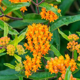 Orange Butterfly Plant