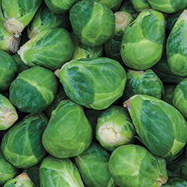 Churchill Hybrid Brussels Sprouts