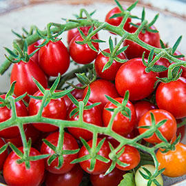 Candyland Hybrid Tomato