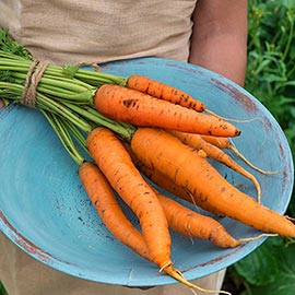 Napoli Hybrid Carrot