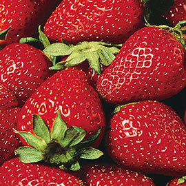 Eversweet Strawberry