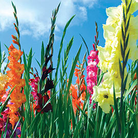 Field Grade Gladiolus