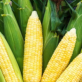 Bodacious RM (se) Hybrid Sweet Corn