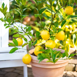 Dwarf Meyer Lemon Tree