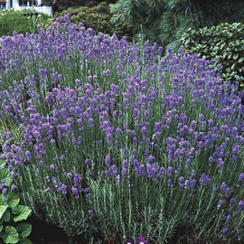 Hardy Lavender
