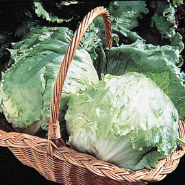Ithaca Head Lettuce