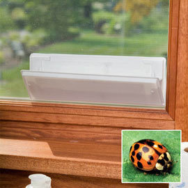 Asian Lady Beetle Trap Window Refills