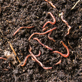 Basic Worm Factory<sup>®</sup>  Worm Composting System