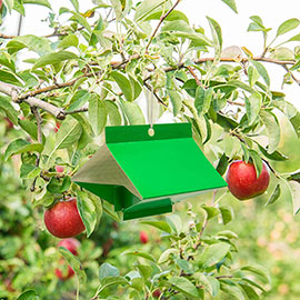 Apple Pest Trap - Control Moths & Oriental Fruit Moths