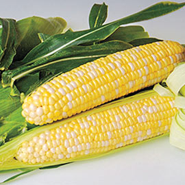 Sweetness Hybrid Sweet Corn