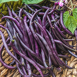 Purple Queen Improved Bush Bean