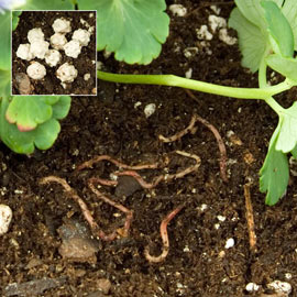 Encapsulated Compost Worms