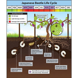Japanese Beetle Life Cycle Diagram