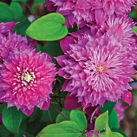 Double Clematis Collection