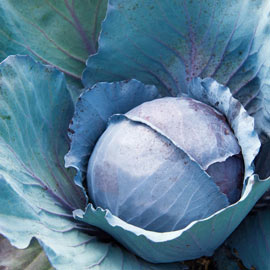 Omero Hybrid Cabbage
