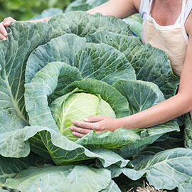 Padoc Hybrid Cabbage