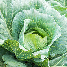 Padoc Hybrid Cabbage
