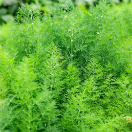 Dill Delight Herb