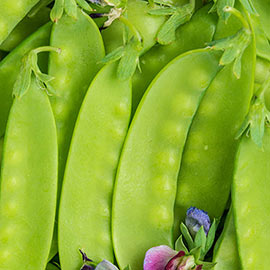 Green Beauty Snow Pea -untreated