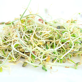 Organic Ancient Eastern Blend Sprouts