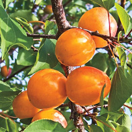 Honey Pearls™ Nectacot Tree