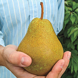 Ambrosia ™ Pear Tree