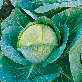 Cabbage Megaton Hybrid Pkt
