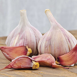 Duganski Hardneck Garlic