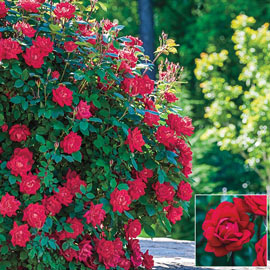 Rose Knock Out® Red Double