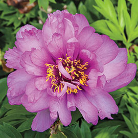 First Arrival Itoh Peony