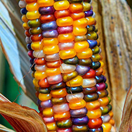 Glass Gem Ornamental Corn
