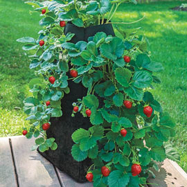 Strawberry Tower In a Yard