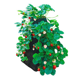 Strawberry Growing Tower With a Strawberry Plant In It