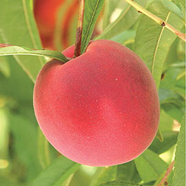Trugold ™ Peach Tree