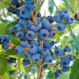 Ka-Bluey® Blueberry