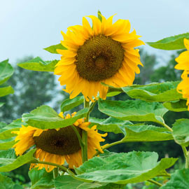 Super Snack Sunflower
