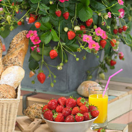 Toscana Everbearing Strawberry