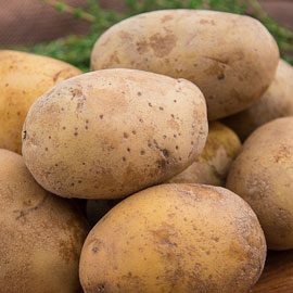 Kennebec Potatoes