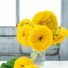 Sunflower Golden Bear Pkt