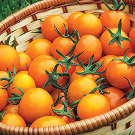 Sungold Hybrid Cherry Tomato
