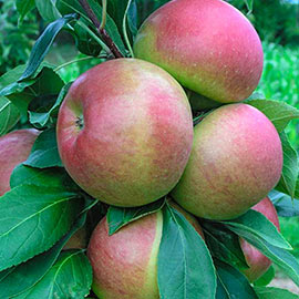 Blushing Delight ™ Urban Apple Tree ®