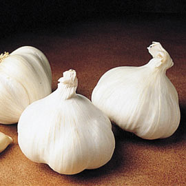 Great Lakes Hardneck Garlic