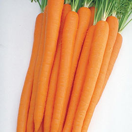 Sugarsnax Hybrid Carrot