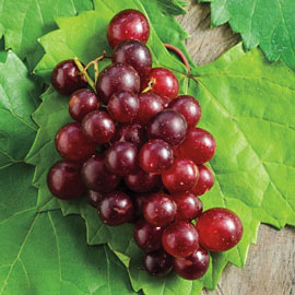 RazzMatazz<sup>®</sup> Seedless Grape Vine