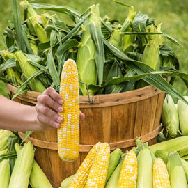 Simply Irresistible™ Sweet Corn
