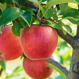 Baker's Delight ™ Apple Tree